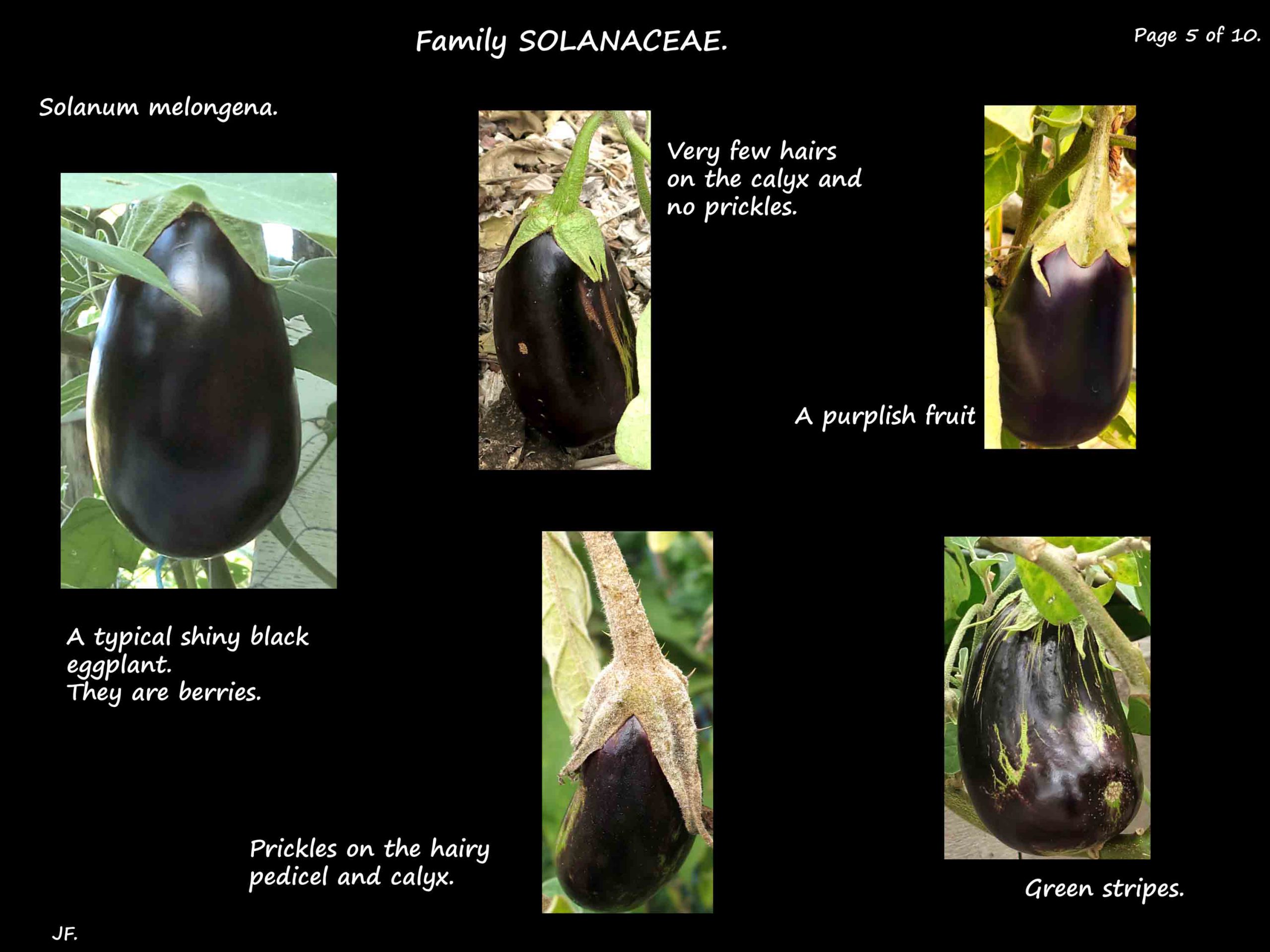 5 Black eggplants